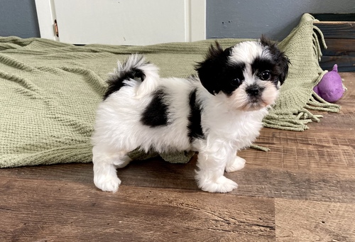 Lovely Shih Tzu puppies available for sale