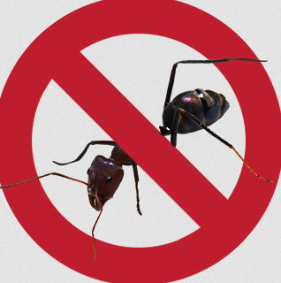 Pest Control Campbelltown
