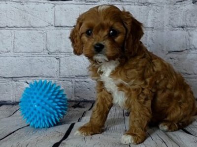 Cavapoo Puppies for sale