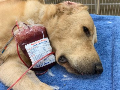 Trusted Blood Transfusion Vancouver Services