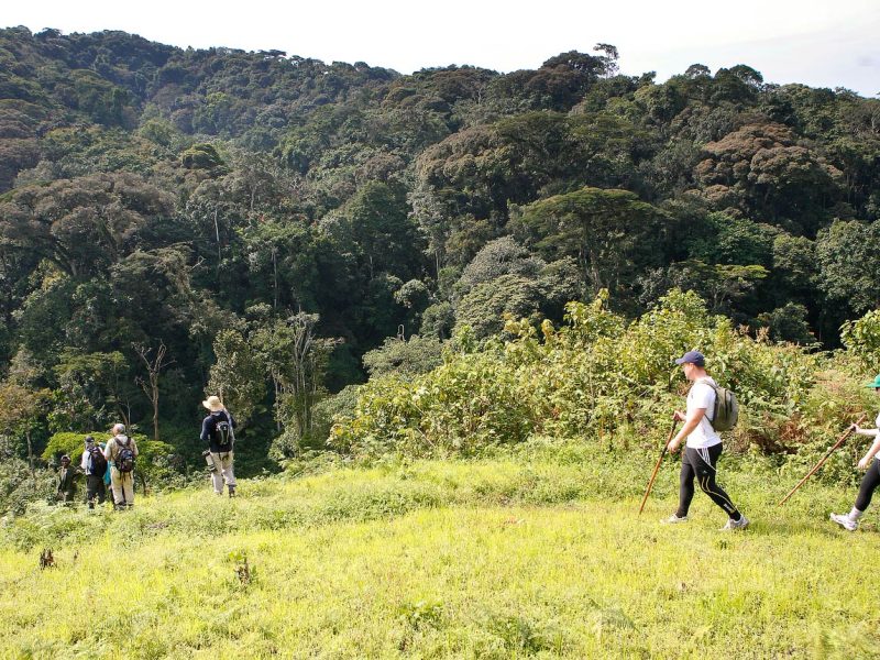 Gorilla Trekking Uganda