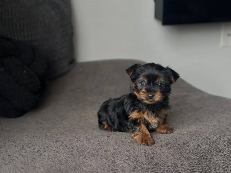 🐾 Yorkshire Terrier (Yorkie) Puppy Available for Adoption 🐾