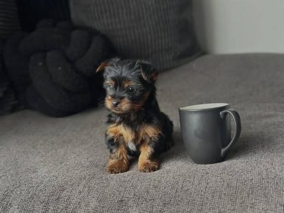🐾 Yorkshire Terrier (Yorkie) Puppy Available for Adoption 🐾