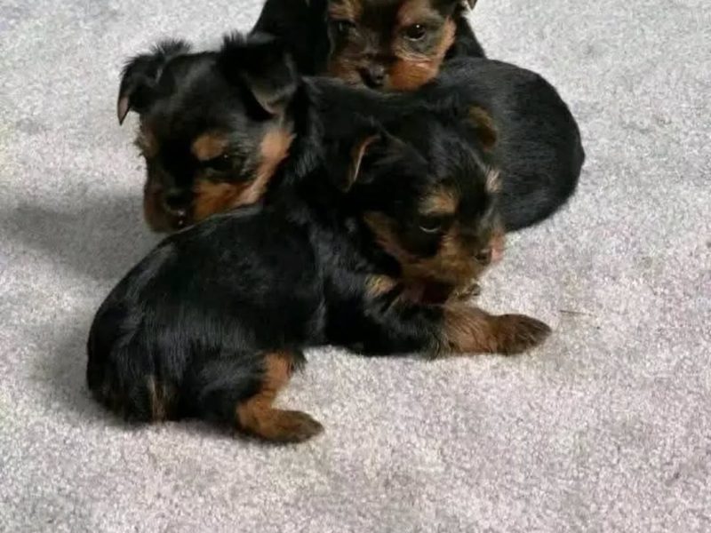 🐾 Yorkshire Terrier (Yorkie) Puppy Available for Adoption 🐾