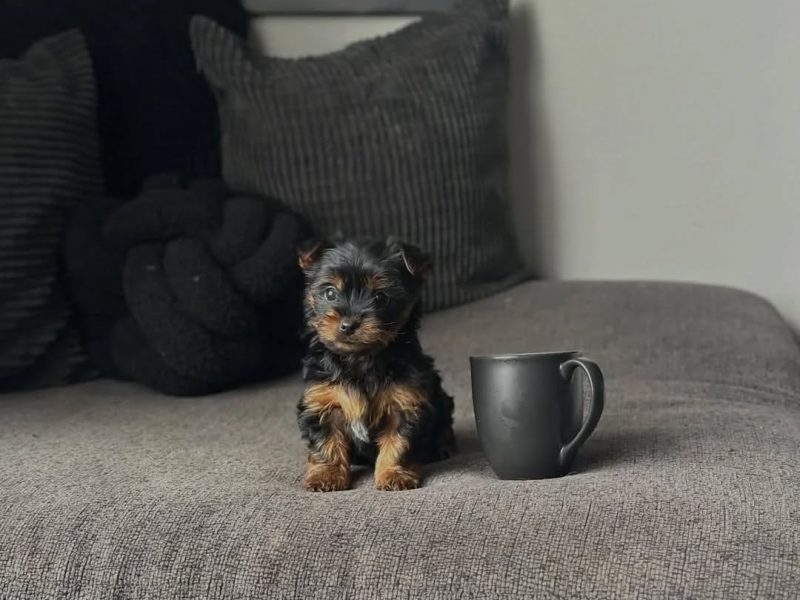 🐾 Yorkshire Terrier (Yorkie) Puppy Available for Adoption 🐾
