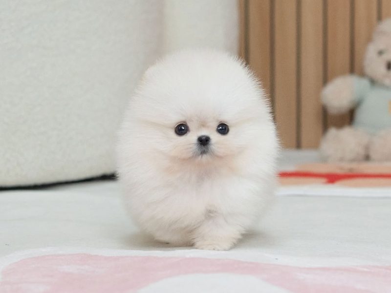 🐾 Pomeranian Puppy Available for Adoption 🐾