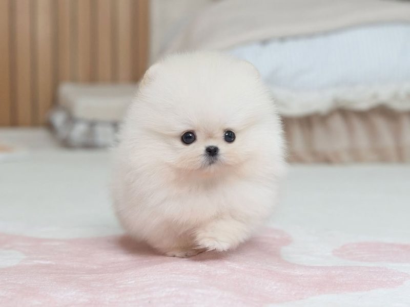 🐾 Pomeranian Puppy Available for Adoption 🐾
