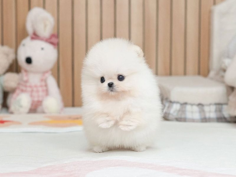 🐾 Pomeranian Puppy Available for Adoption 🐾