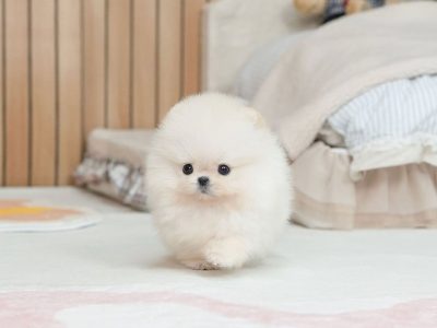 🐾 Pomeranian Puppy Available for Adoption 🐾