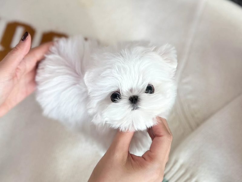 🐾 Maltese Puppy Available for Adoption 🐾