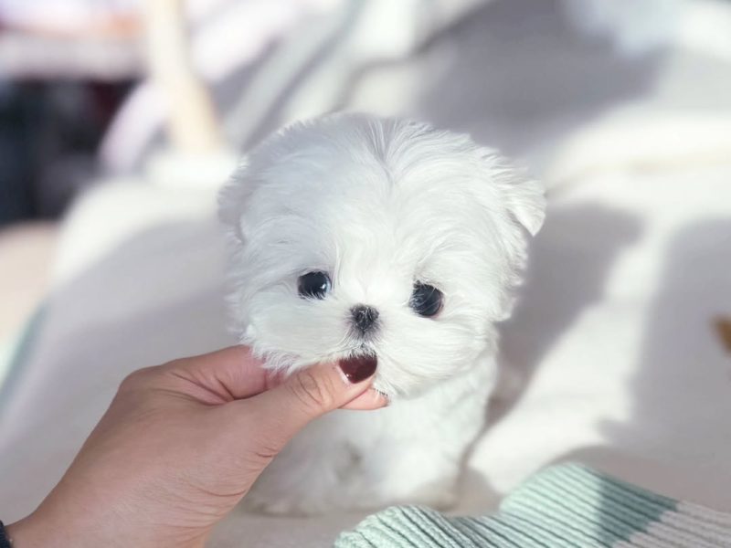 🐾 Maltese Puppy Available for Adoption 🐾