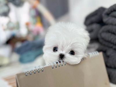 🐾 Maltese Puppy Available for Adoption 🐾