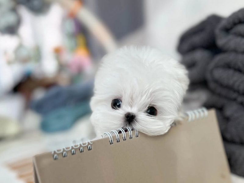 🐾 Maltese Puppy Available for Adoption 🐾