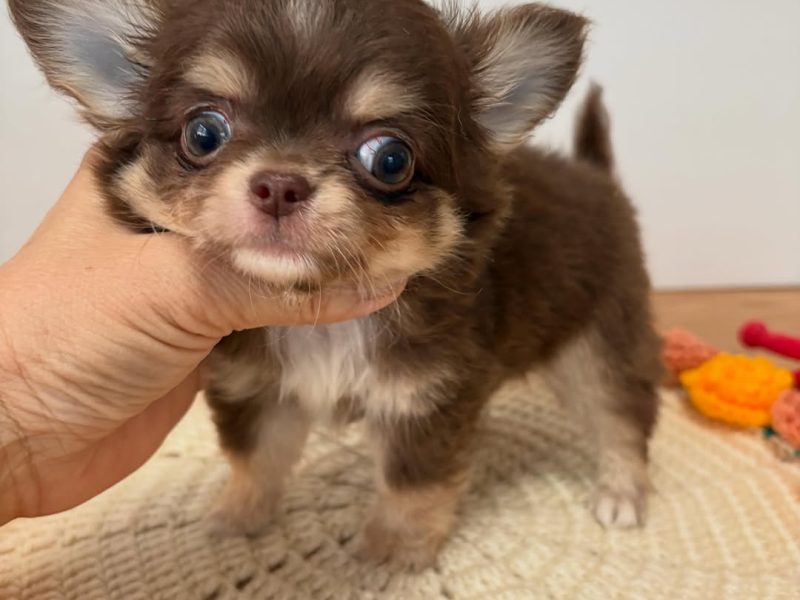 🐾 Chihuahua Puppy Available for Adoption 🐾