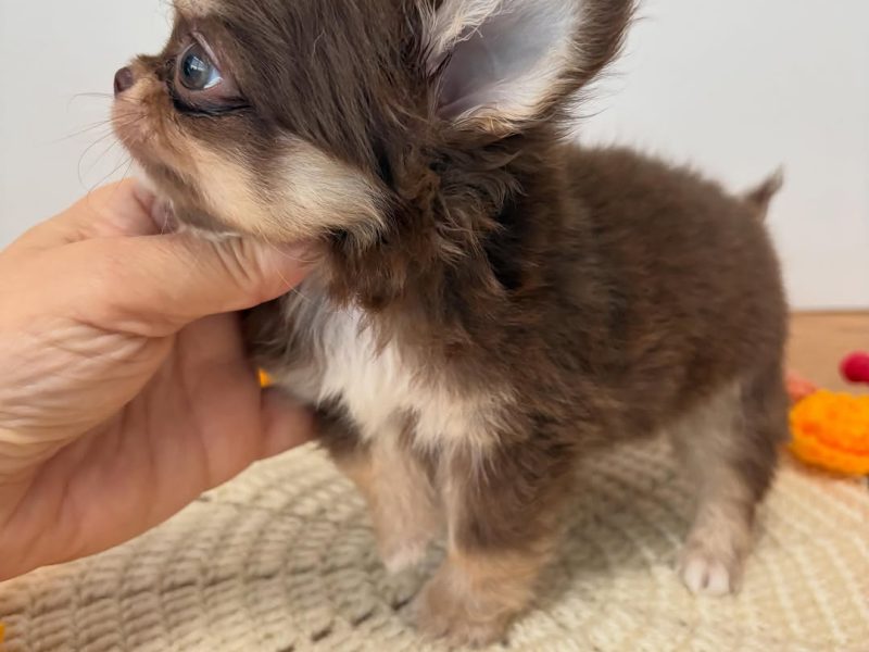 🐾 Chihuahua Puppy Available for Adoption 🐾
