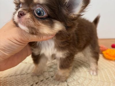 🐾 Chihuahua Puppy Available for Adoption 🐾
