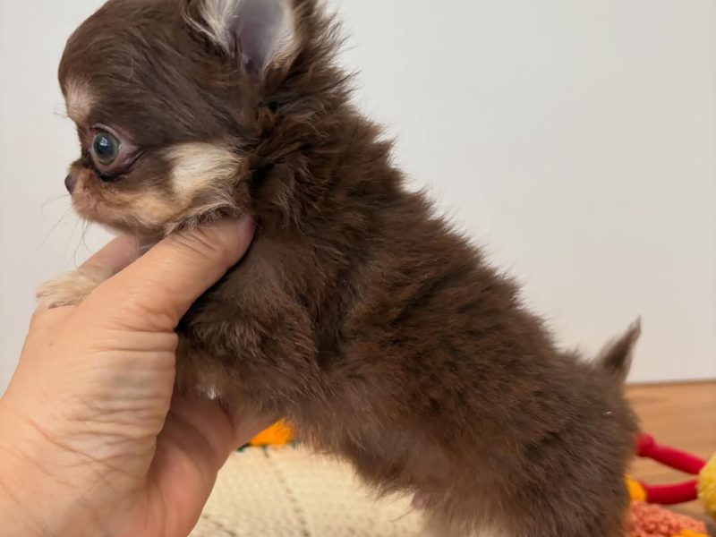 🐾 Chihuahua Puppy Available for Adoption 🐾