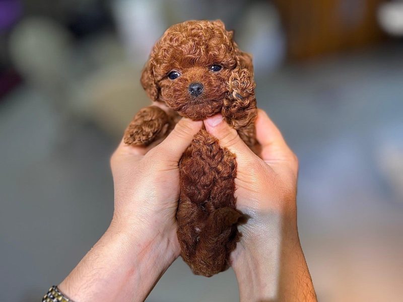 🐾 Poodle Puppy Available for Adoption 🐾