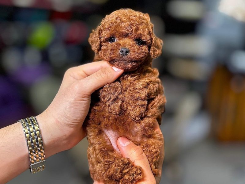 🐾 Poodle Puppy Available for Adoption 🐾