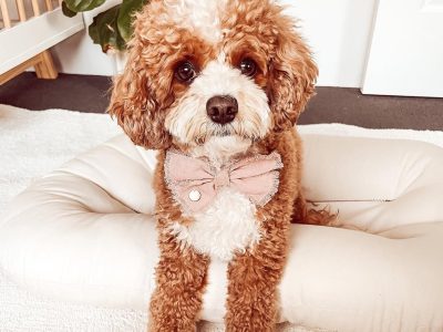 Cavadoodle puppies for sale