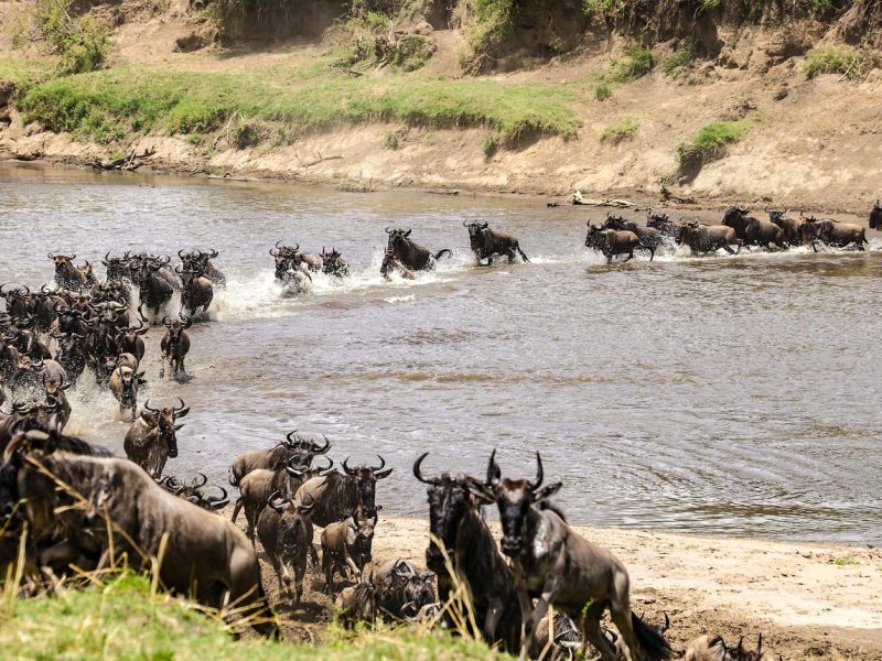 Gorilla Trekking Uganda