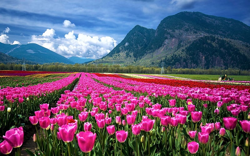 Splendid Hues of Kashmir 4 Nights: 1N Sonamarg, 1N Srinagar, 1N Gulmarg, 1N Pahalgam