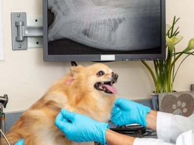 Fast and Reliable Emergency Pet X-Rays in Richmond BC