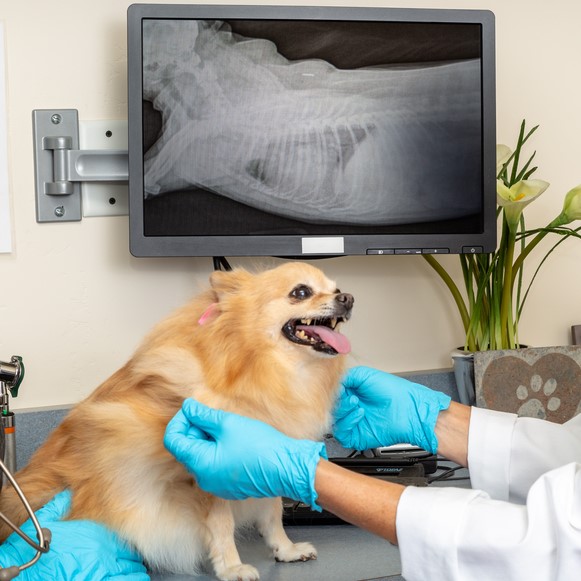 Fast and Reliable Emergency Pet X-Rays in Richmond BC