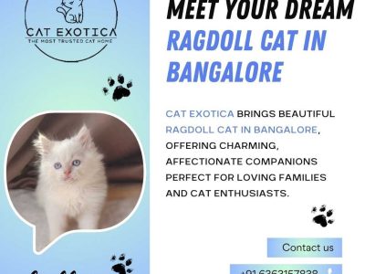 Ragdoll Cat in Bangalore