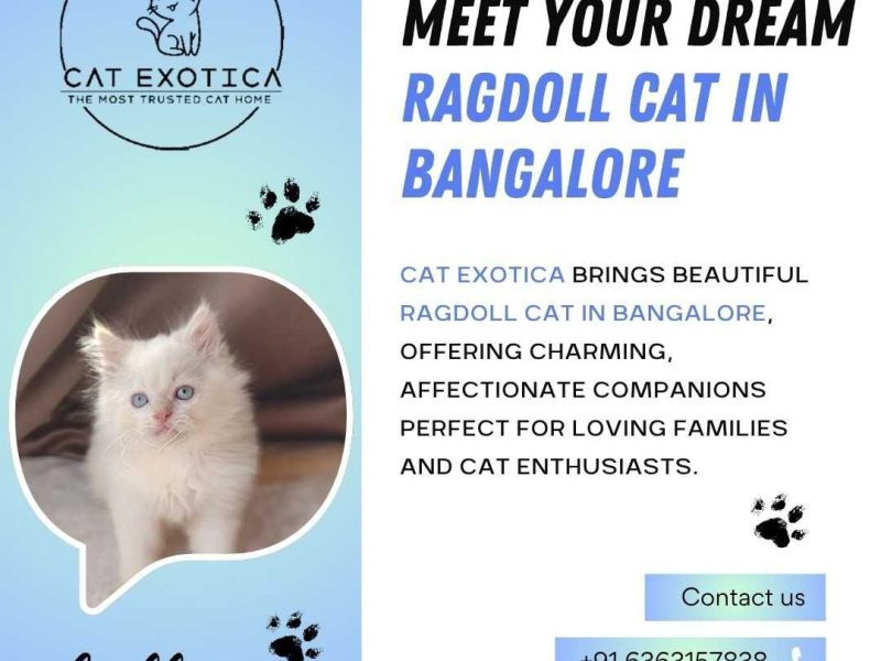 Ragdoll Cat in Bangalore