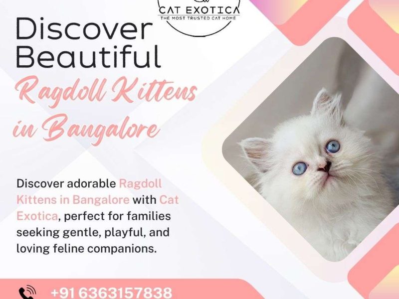 Ragdoll Kittens in Bangalore