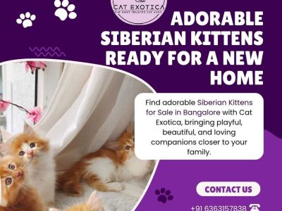 Siberian Kittens for Sale in Bangalore