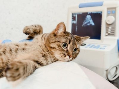 Professional Veterinary Ultrasound Service in Galt