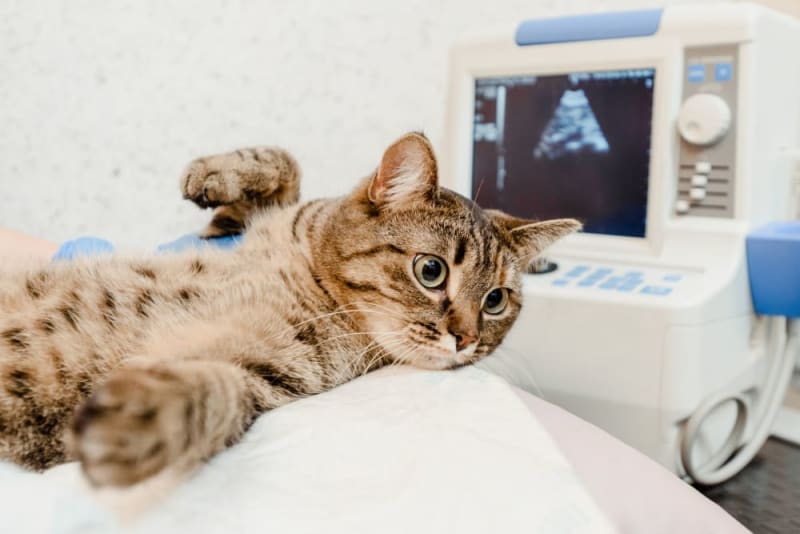 Professional Veterinary Ultrasound Service in Galt