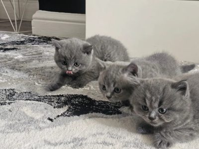 Blue british shorthair kittens