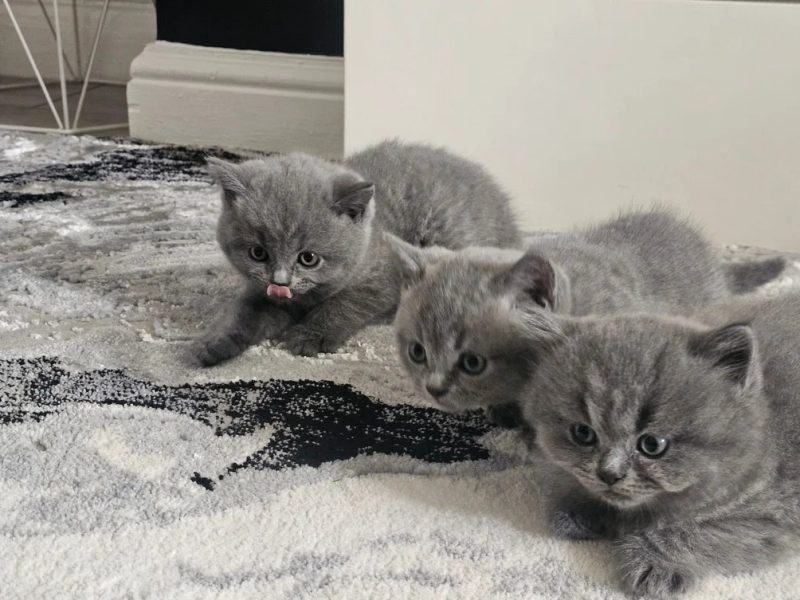Blue british shorthair kittens