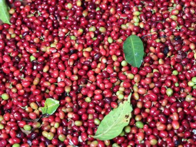 Green Coffee Grading +256790560642 Arabica Coffee beans to global markets London—UK Argentina Bolivia Chile