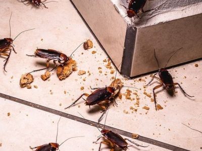 Cockroaches Control