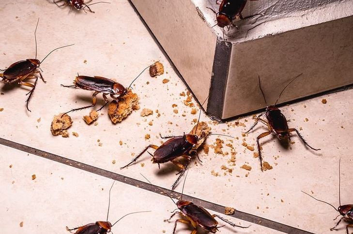 Cockroaches Control