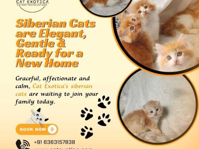 Siberian Cat for Sale in Bangalore
