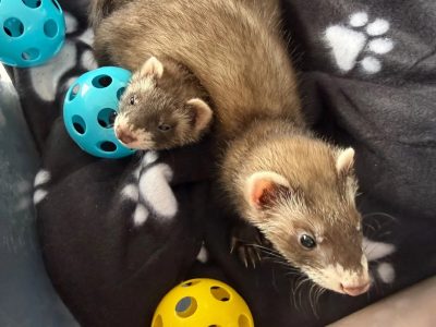 Ferrets available