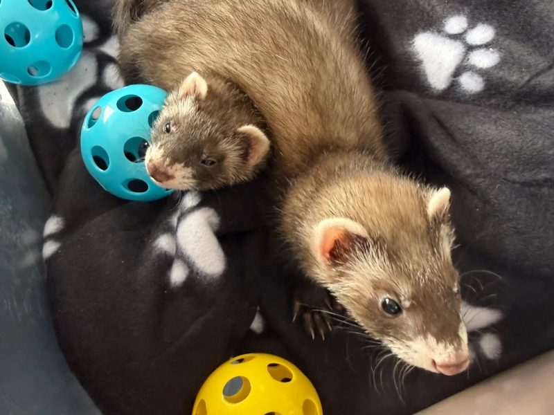 Ferrets available