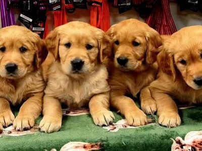 golden retriever puppies for sale