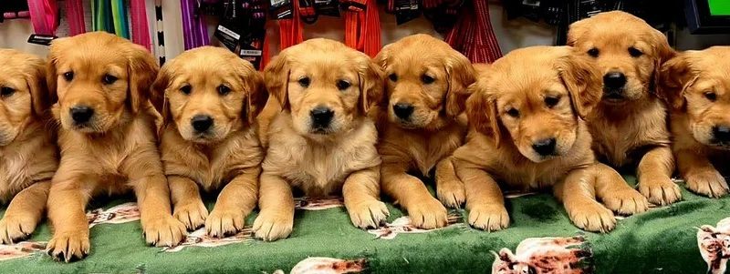 golden retriever puppies for sale