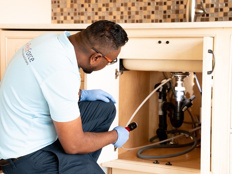 Hornets Nest Removal for Calgary Properties