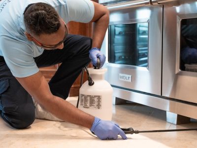 Spider Pest Control for Calgary Homes & Yards