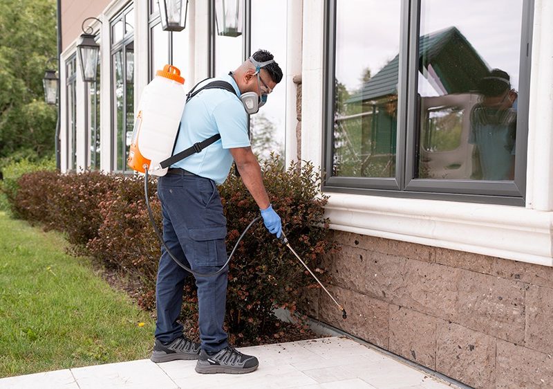 Mice Control Calgary for Homes & Businesses