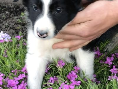 Adorable Border Collie Puppies for sale
