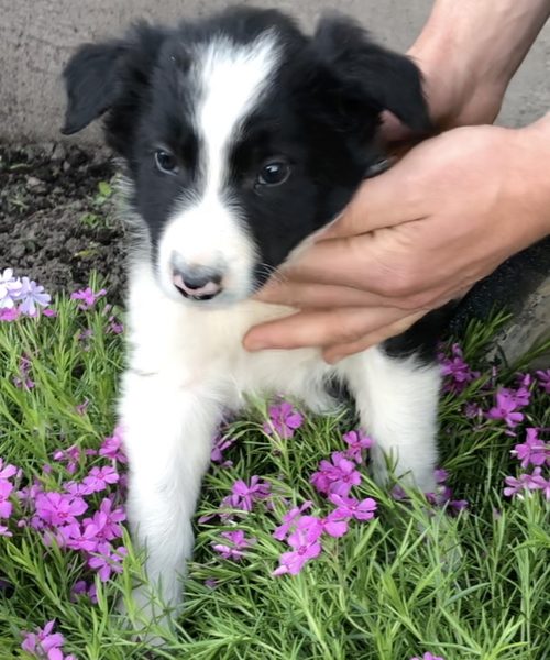 Adorable Border Collie Puppies for sale