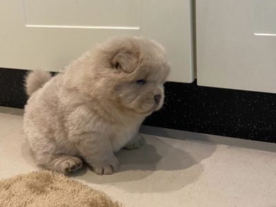 chow chow puppies for Sale